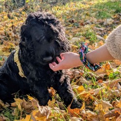 Scrunchie - Gardens - Vois Là